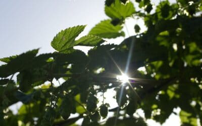 8 Ways You Can Live More Sustainably